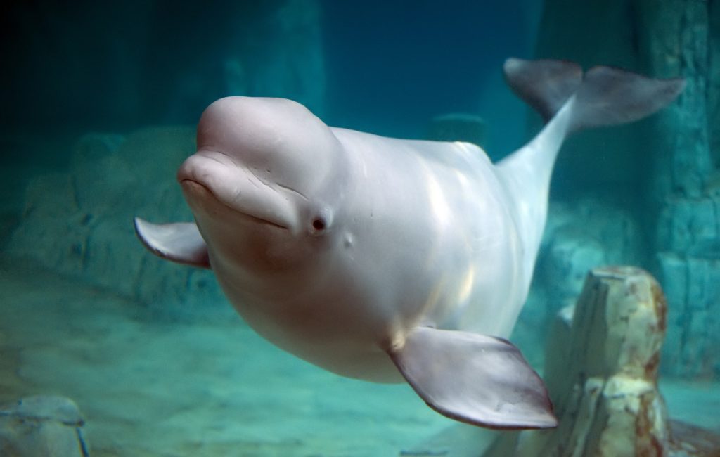 Whale at Mystic Aquarium