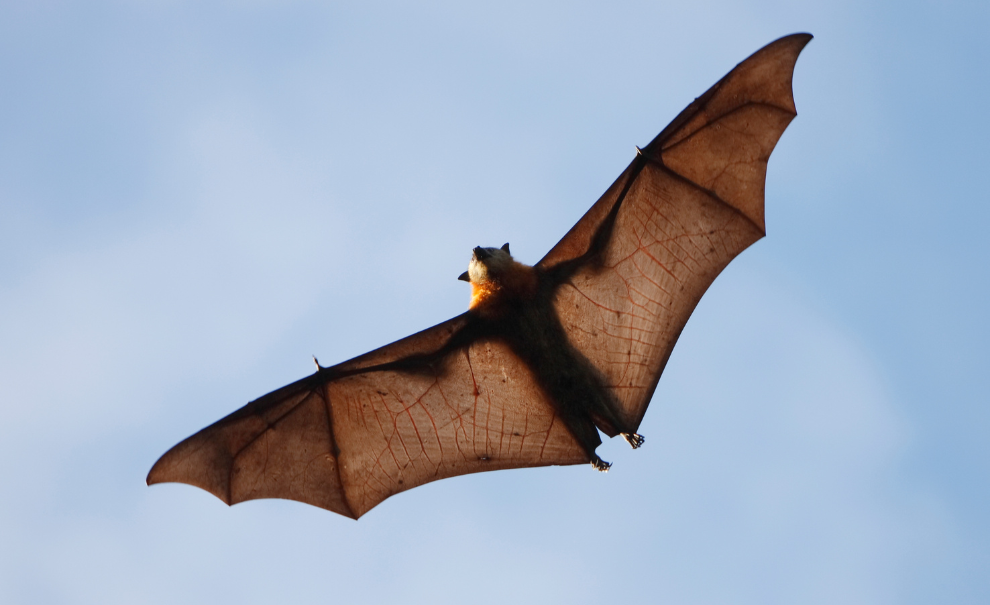 Bat