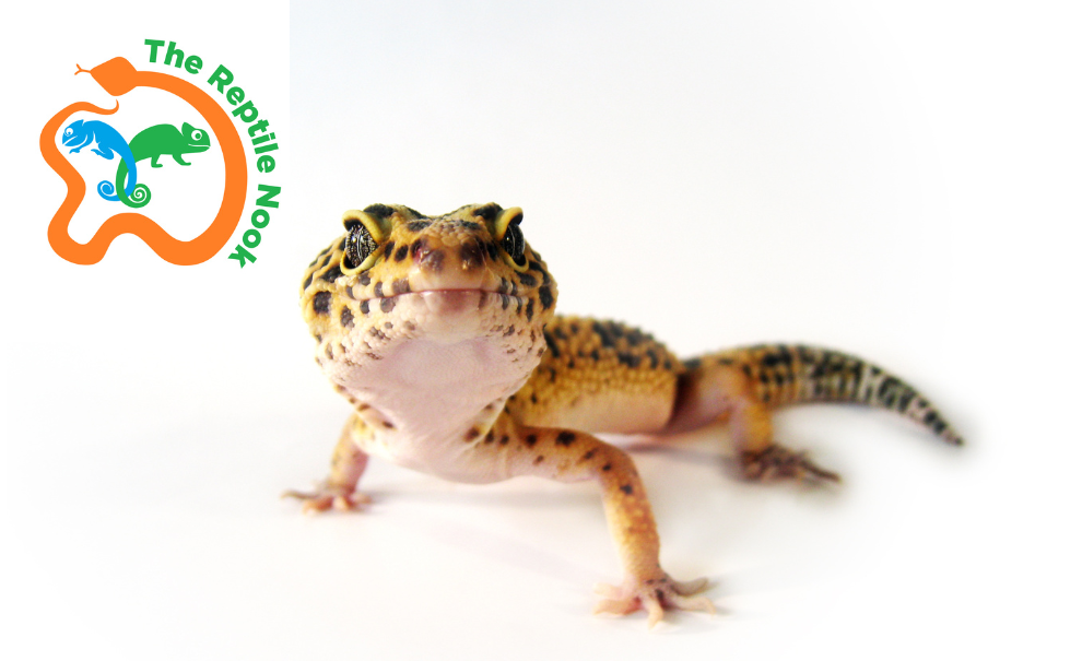 Spotted gecko and reptile nook logo with snakes and lizards in blue, orange and green