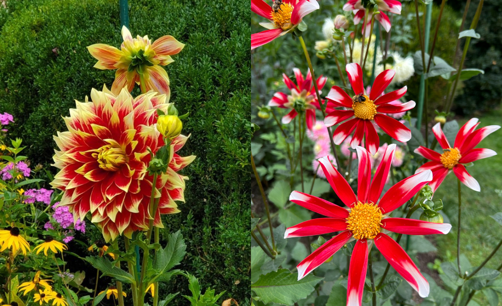 dahlias