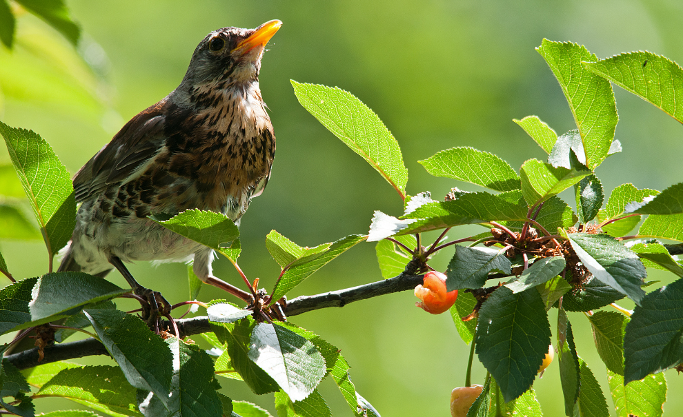 Bird in tree