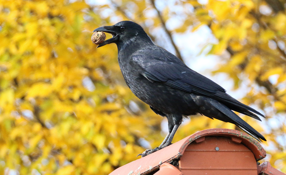 bird with a walnut in its mouth perched on top of a building
