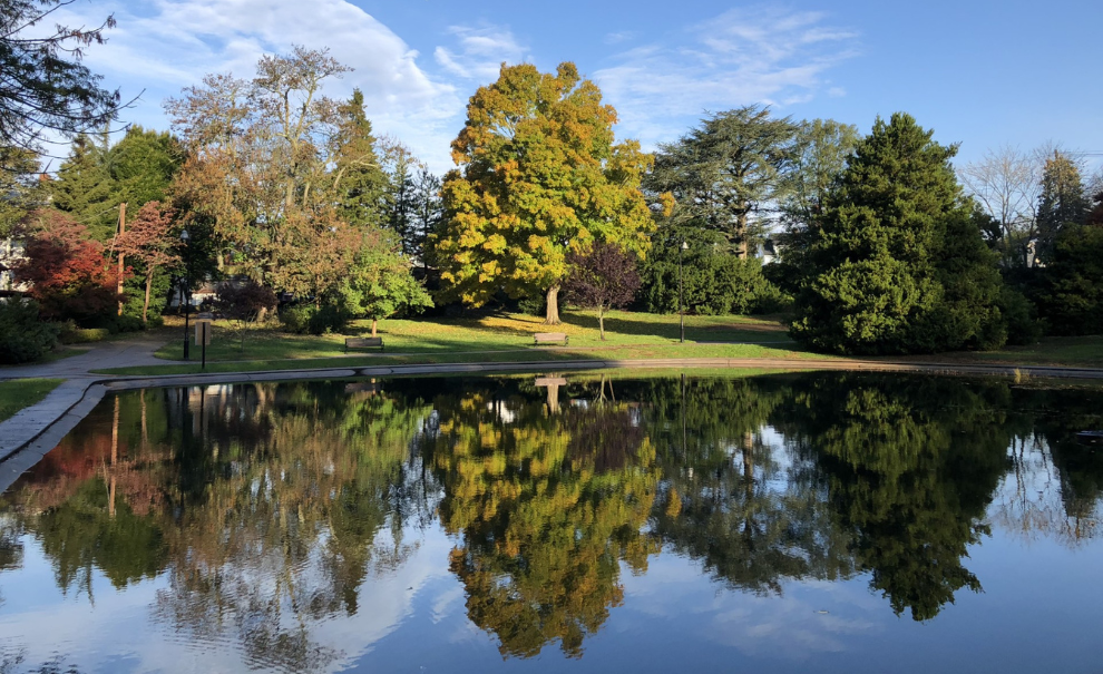 wilcox park trees and pond