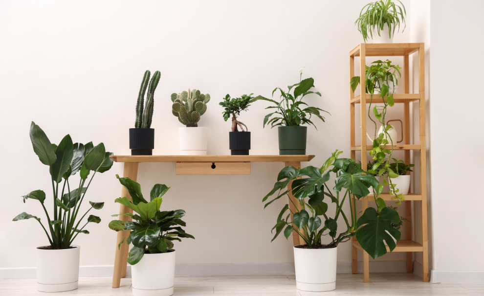 Collection of potted plants 