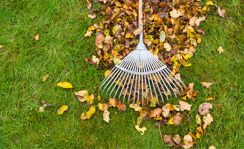 Rake and leaves on lawn