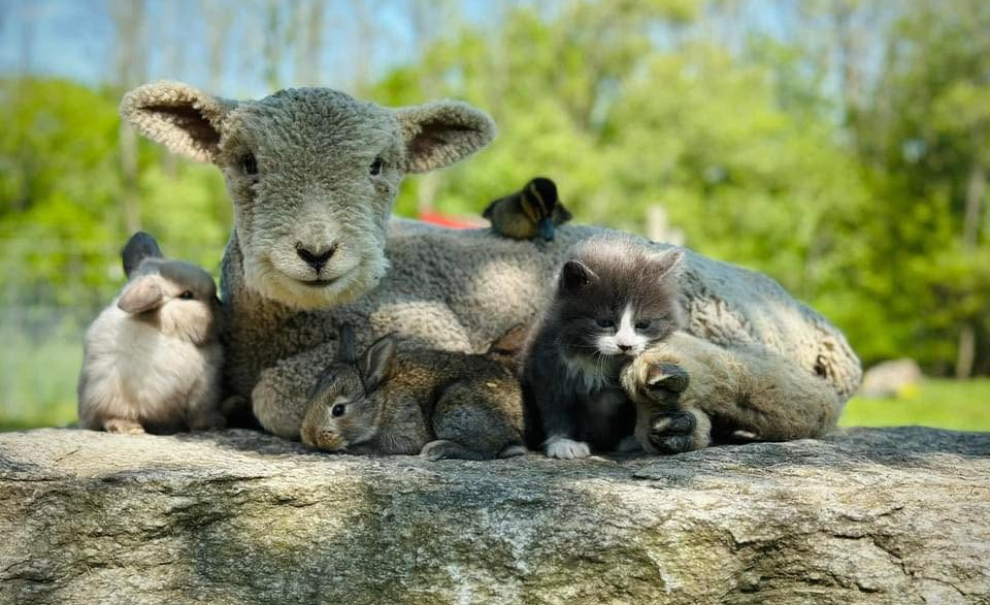Image of farm animals