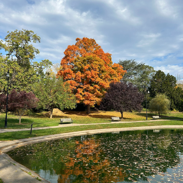 image of trees in wilcox park