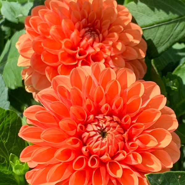 dahlia