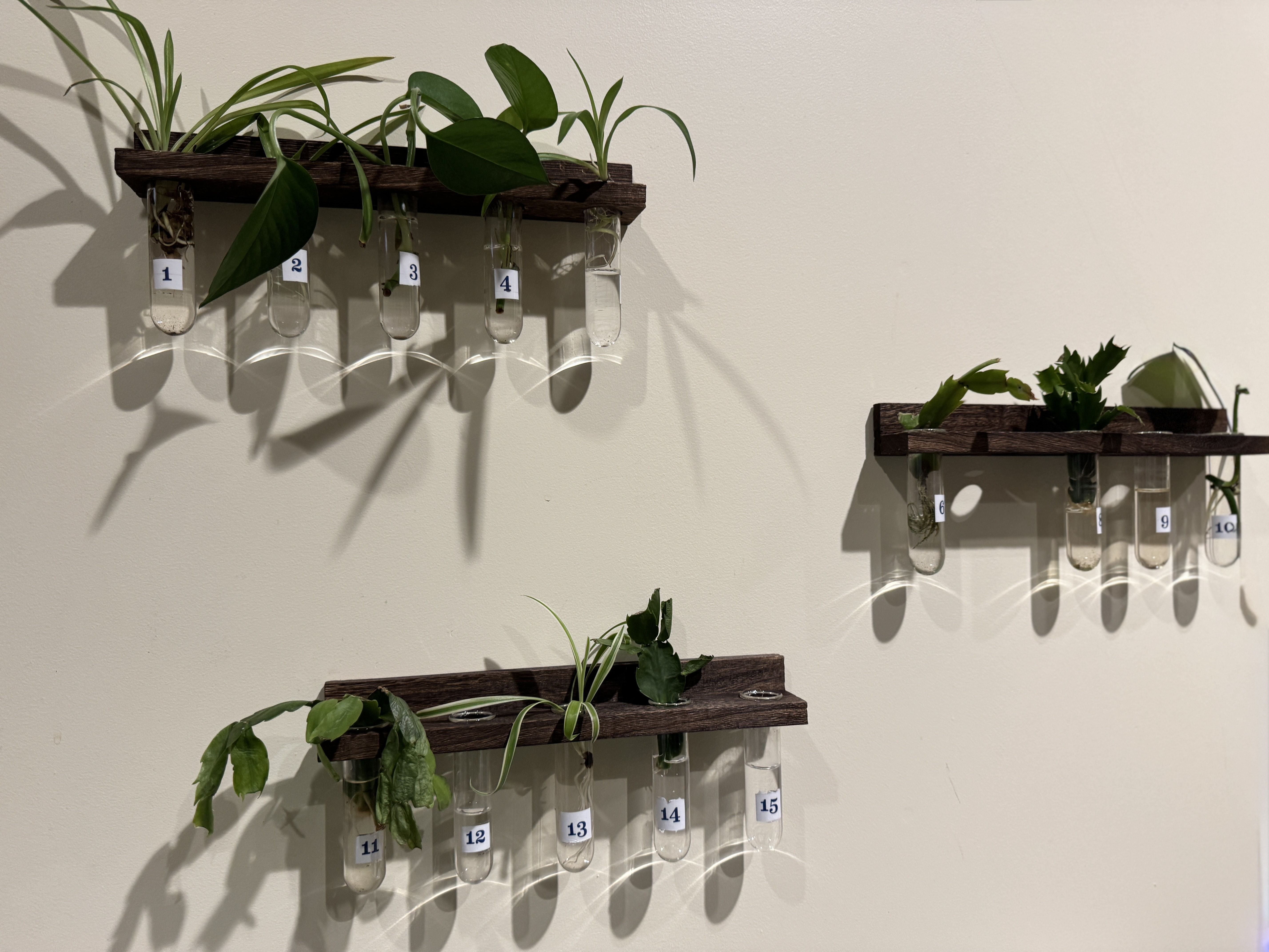 Plant Cutting & Seed Library | Westerly Library & Wilcox Park