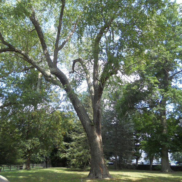 champion tree in wilcox park