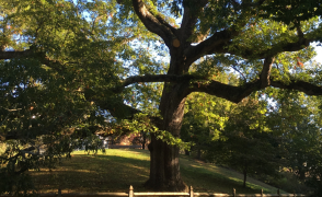 image of white oak in wilcox park