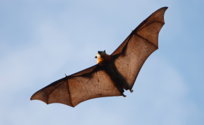 Bat
