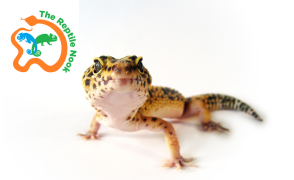Spotted gecko and reptile nook logo with snakes and lizards in blue, orange and green