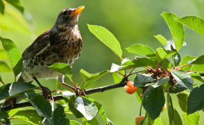 bird image