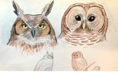 illustrations of owl faces