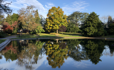 wilcox park trees and pond