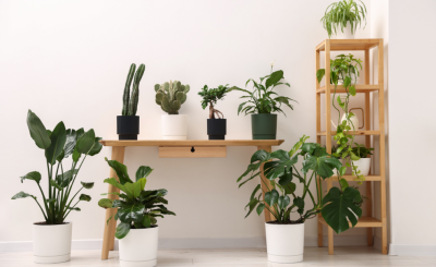Collection of potted plants