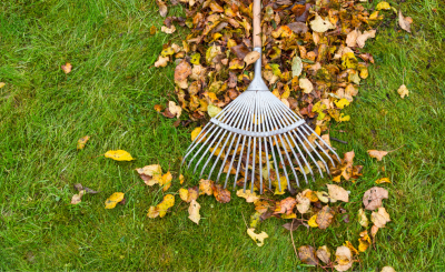 Rake and leaves on lawn