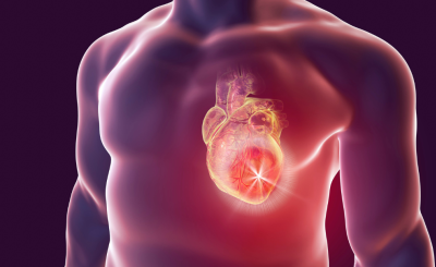human body showing heart 